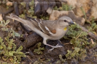 Skalník dutinový - Gymnoris xanthocollis - Yellow-throated Sparrow