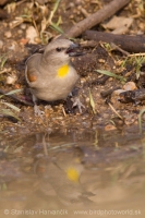 Skalník dutinový - Gymnoris xanthocollis - Yellow-throated Sparrow