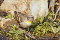 Skalník dutinový - Gymnoris xanthocollis - Yellow-throated Sparrow