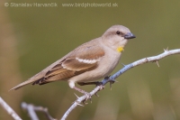 Skalník dutinový - Gymnoris xanthocollis - Yellow-throated Sparrow