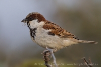 Vrabec indický - Passer indicus - Indian Sparrow