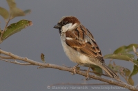 Vrabec indický - Passer indicus - Indian Sparrow