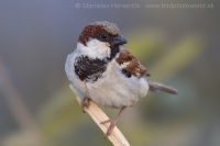 Vrabec indický - Passer indicus - Indian Sparrow