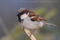 Vrabec indický - Passer indicus - Indian Sparrow