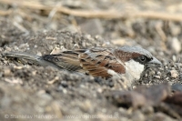 Vrabec indický - Passer indicus - Indian Sparrow
