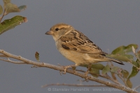 Vrabec indický - Passer indicus - Indian Sparrow