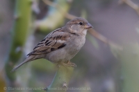 Vrabec indický - Passer indicus - Indian Sparrow