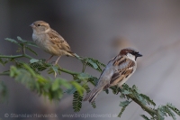 Vrabec indický - Passer indicus - Indian Sparrow