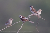 Vrabec indický - Passer indicus - Indian Sparrow