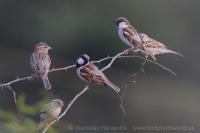 Vrabec indický - Passer indicus - Indian Sparrow