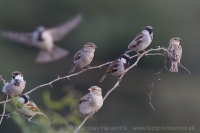 Vrabec indický - Passer indicus - Indian Sparrow