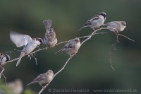 Vrabec indický - Passer indicus - Indian Sparrow