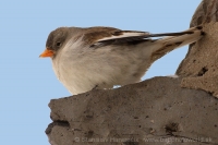 Snehárka vrchovská - Montifringilla nivalis - Snowfinch