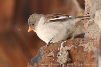 Snehárka vrchovská - Montifringilla nivalis - Snowfinch