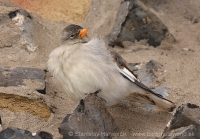 Snehárka vrchovská - Montifringilla nivalis - Snowfinch