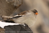 Snehárka vrchovská - Montifringilla nivalis - Snowfinch