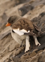 Snehárka vrchovská - Montifringilla nivalis - Snowfinch