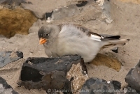 Snehárka vrchovská - Montifringilla nivalis - Snowfinch