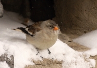 Snehárka vrchovská - Montifringilla nivalis - Snowfinch