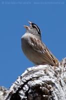 Strnádlik jazvečí - Zonotrichia leucophrys - White-crowned Sparrow
