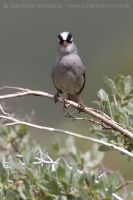 Strnádlik jazvečí - Zonotrichia leucophrys - White-crowned Sparrow