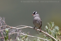 Strnádlik jazvečí - Zonotrichia leucophrys - White-crowned Sparrow