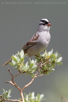 Strnádlik jazvečí - Zonotrichia leucophrys - White-crowned Sparrow