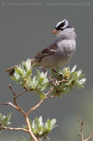 Strnádlik jazvečí - Zonotrichia leucophrys - White-crowned Sparrow