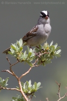 Strnádlik jazvečí - Zonotrichia leucophrys - White-crowned Sparrow