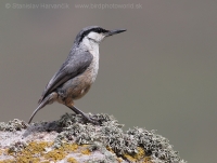 Brhlík skalný - Sitta neumayer - Western Rock Nuthatch