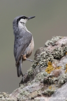 Brhlík skalný - Sitta neumayer - Western Rock Nuthatch