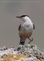 Brhlík skalný - Sitta neumayer - Western Rock Nuthatch