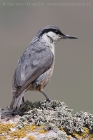 Brhlík skalný - Sitta neumayer - Western Rock Nuthatch