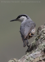 Brhlík skalný - Sitta neumayer - Western Rock Nuthatch