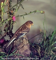 Stehlík horský - Carduelis flavirostris -Twite