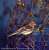 Stehlík horský - Carduelis flavirostris -Twite