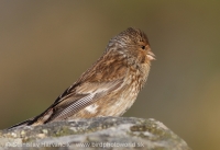 Stehlík horský - Carduelis flavirostris -Twite