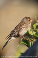 Stehlík horský - Carduelis flavirostris -Twite