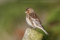 Stehlík horský - Carduelis flavirostris -Twite