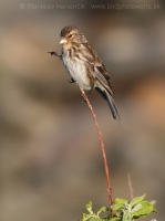 Stehlík horský - Carduelis flavirostris -Twite