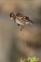 Stehlík horský - Carduelis flavirostris -Twite