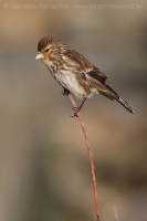 Stehlík horský - Carduelis flavirostris -Twite