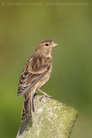 Stehlík horský - Carduelis flavirostris -Twite