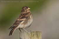 Stehlík horský - Carduelis flavirostris -Twite