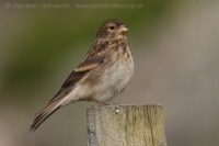 Stehlík horský - Carduelis flavirostris -Twite