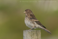 Stehlík horský - Carduelis flavirostris -Twite