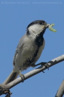 Sýkorka turkestanská - Parus bokharensis - Turkestan Tit