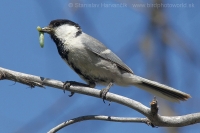 Sýkorka turkestanská - Parus bokharensis - Turkestan Tit