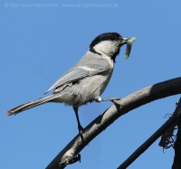 Sýkorka turkestanská - Parus bokharensis - Turkestan Tit