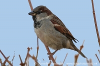 Vrabec domový - Passer domesticus - House Sparrow